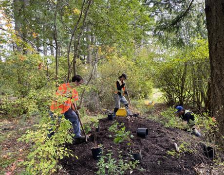 Parks crew planting native species in Tot Lot Park 