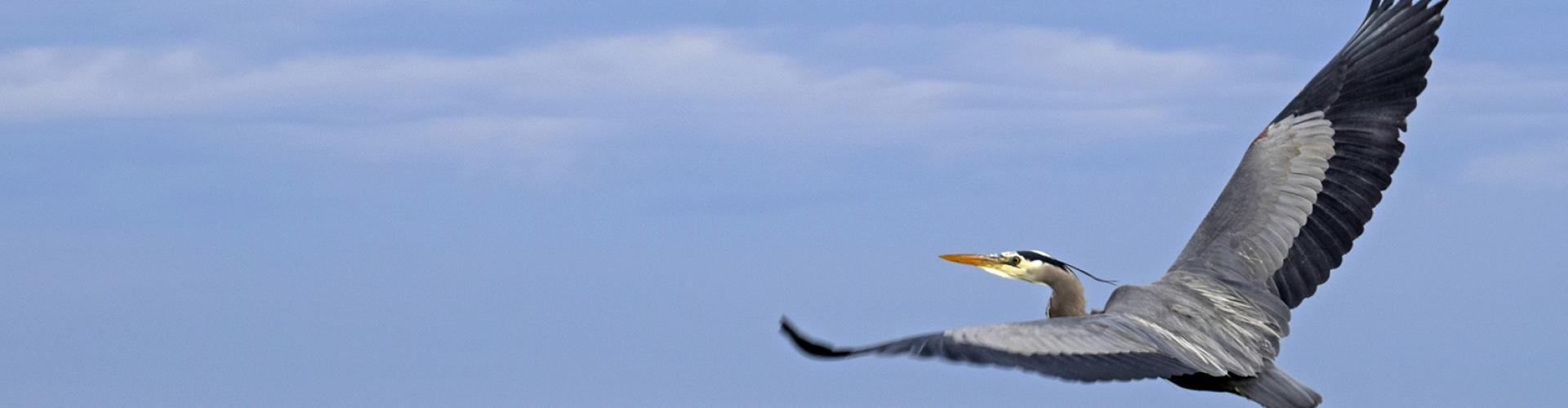 Bird Friendly Banner 