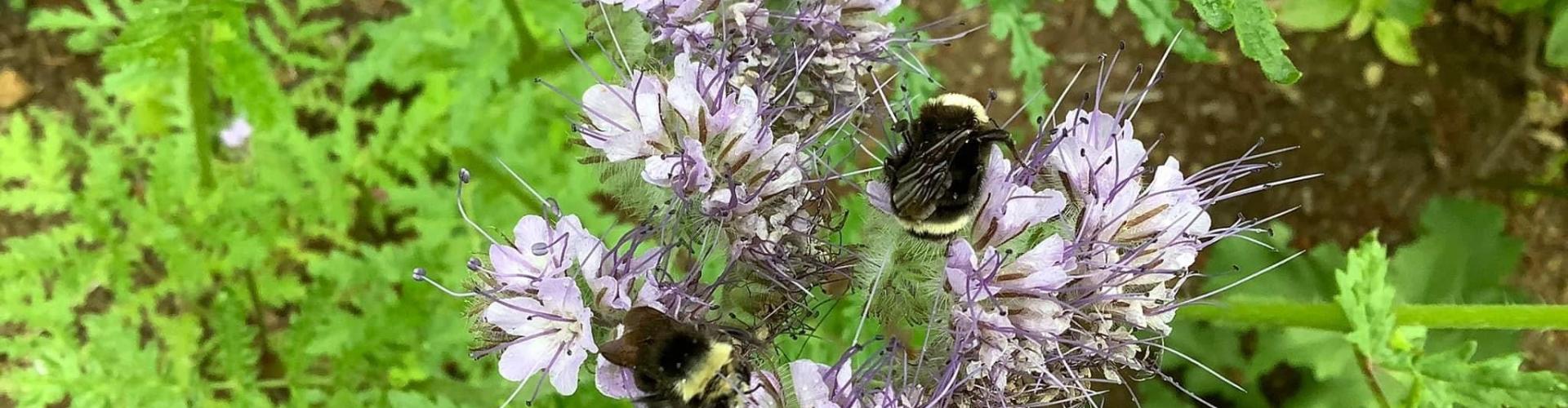 Yellow Faced Bumblebees
