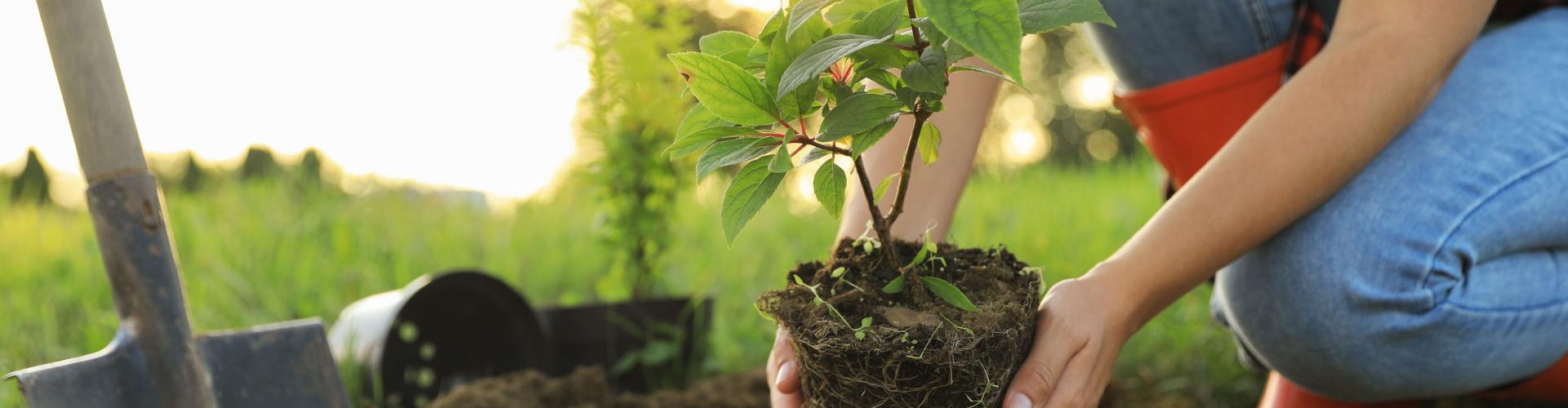 tree planting