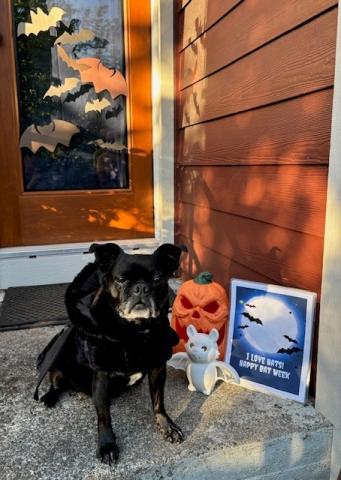 A dog dressed as a bat for Bat Week 2025